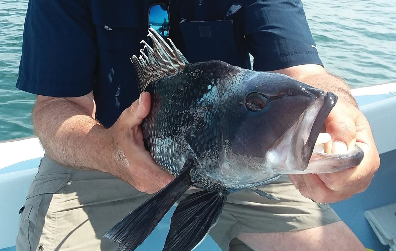 SEA BASS: Black sea bass regulations are likely to become more conservative this year as the recreational harvest limit has been reduced about ten percent coastwide. (Submitted photo)